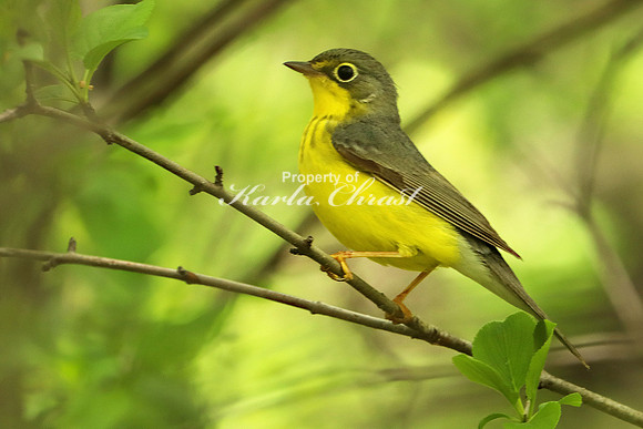 Canada Warbler 1 - May 28, 2019
