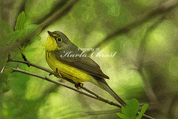 Canada Warbler 2 (Digital Art) - May 28, 2019