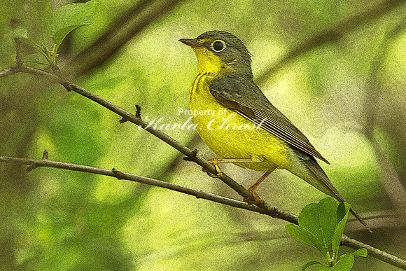 Canada Warbler 1 (Digital Art) - May 28, 2019 North Country National Scenic Trail