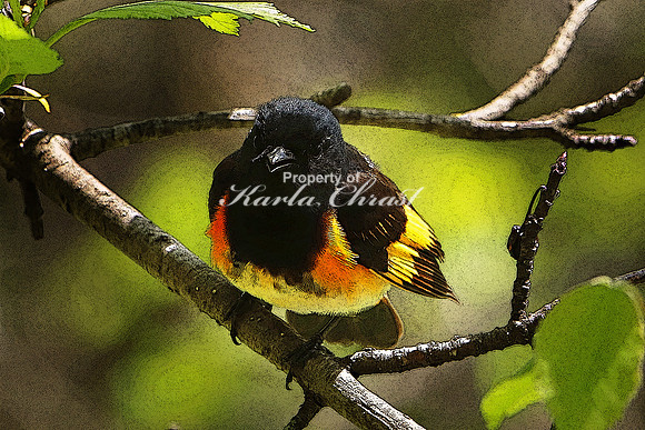 American Redstart 3, Male (Digital Art) - May 28, 2019