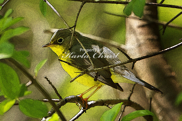 Canada Warbler 3 (Digital Art) - May 28, 2019 North Country National Scenic Trail