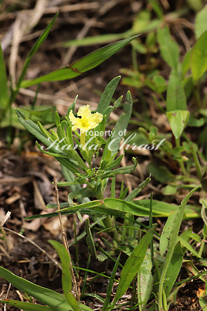 Fringed Puccoon 1 - May 28, 2019