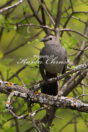 Gray Catbird 7 - May 28, 2019