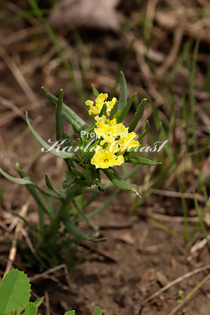 Fringed Puccoon 2 - May 28, 2019