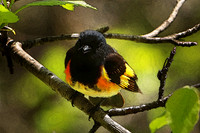 American Redstart 3, Male (Digital Art) - May 28, 2019 North Country National Scenic Trail