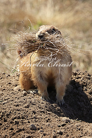Black-tailed Prairie Dog 43 - May 2, 2019