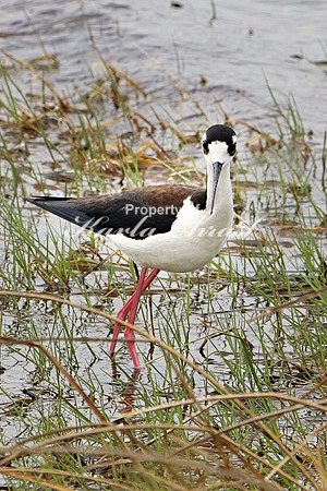 Black-necked Stilt 5 - April 29, 2019