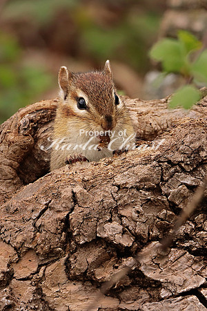 Chipmunk 39 - May 12, 2019