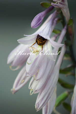 Bumble Bee 11 - August 5, 2017 Sakatah Singing Hills State Trail Minnesota