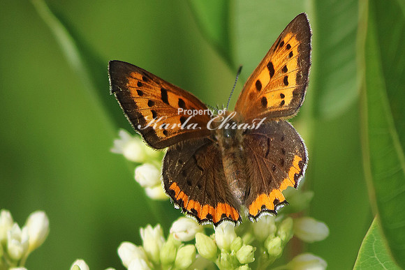 Bronze Copper Butterfly 2 - June 16, 2017 Madison Wetland Management District South Dakota