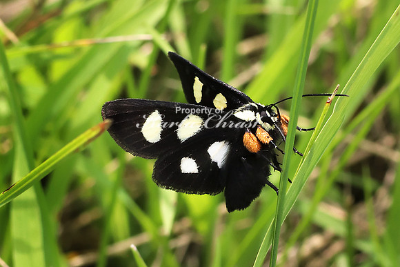 Eight-Spotted Forester Moth 4 - July 21, 2018 Big Stone National Wildlife Refuge Minnesota