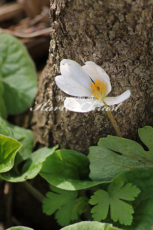 Bloodroot 11 - April 21, 2017 Sakatah Singing Hills State Trail Minnesota