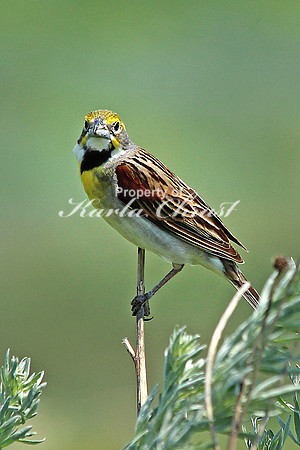 Dickcissel 2 - June 28, 2015 Madison Wetland Management District South Dakota