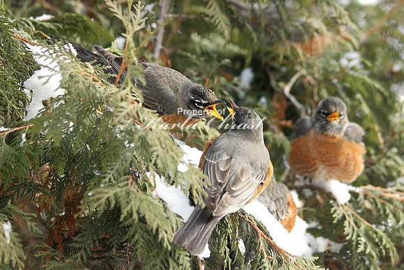 American Robin 5 - February 25, 2014