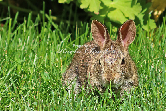 Eastern Cottontail Rabbit 13 - June 25, 2017