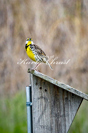 Western Meadowlark 30 - May 08, 2024 DeSoto National Wildlife Refuge