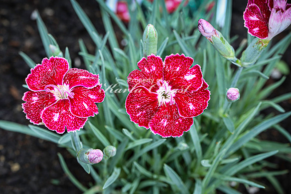 Dianthus 1 - June 14, 2023