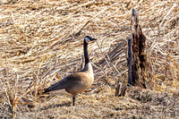 Canadian Goose 24 - March 10, 2025 DeSoto National Wildlife Refuge