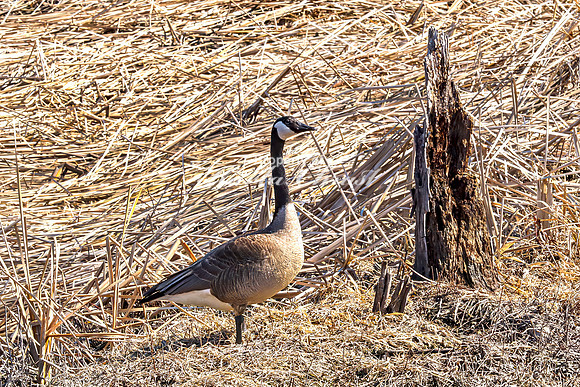 Canadian Goose 24 - March 10, 2025 DeSoto National Wildlife Refuge