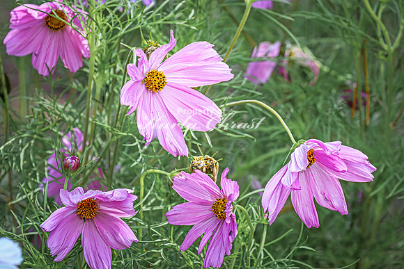 Cosmos 7 - August 01, 2024