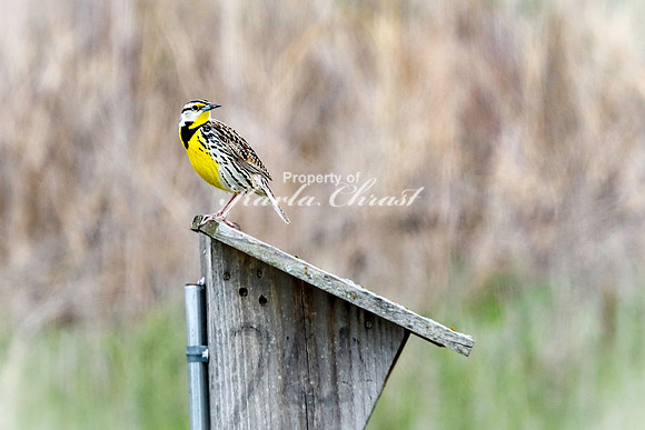 Western Meadowlark 31 - May 08, 2024 DeSoto National Wildlife Refuge