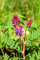 American Vetch 12 - June 05, 2024 - Fetterman Massacre Monument Wyoming