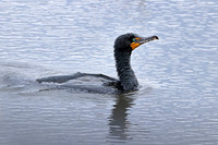 Double-crested Cormorant 2 - May 12, 2019 Big Stone National Wildlife Refuge