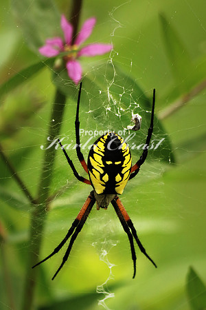 Yellow Garden Argiope 9 - August 29, 2015 Dakota Rail Regional Trail Minnesota