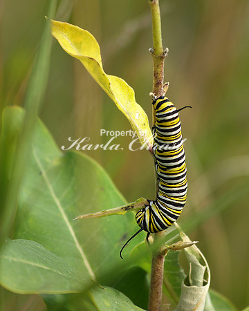 Monarch Caterpillar 1 - August 27, 2011 Luce Line State Trail