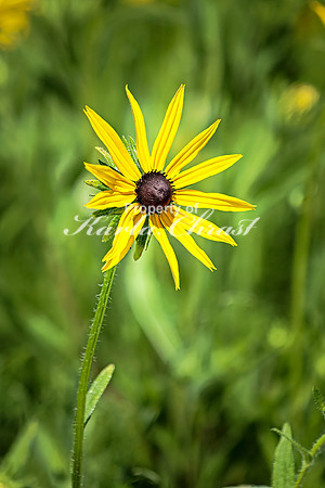 Rudbeckia 30 - July 02, 2024 Rural Minnesota
