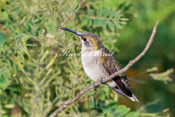 Ruby-throated Hummingbird 20 - September 1,  2023 Oakwood Lakes State Park