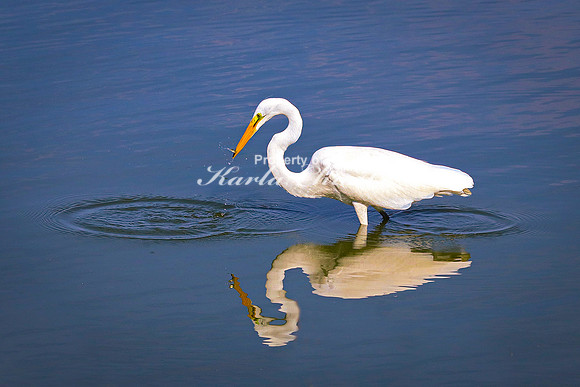 Great Egret 18 - September 1, 2023 Oakwood Lakes State Park South Dakota