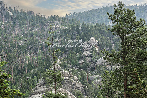Custer State Park 66 - June 12, 2023
