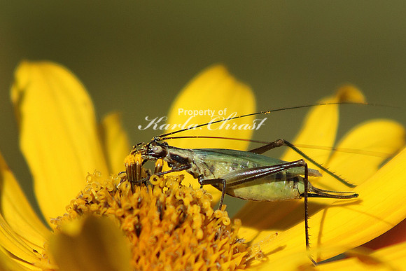 Blackhorned Tree Cricket 1 - September 11, 2016 Blue Mounds State Park Minnesota