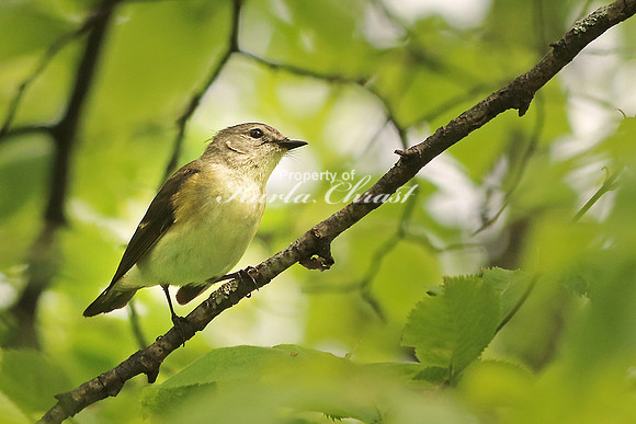 American Redstart 5, Female - May 23, 2016 Glacial Lakes State Trail Minnesota