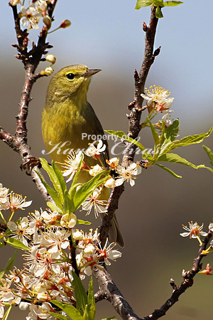Orange Crowned Warbler 10 - May 4, 2019 Missouri National Scenic River Nebraska