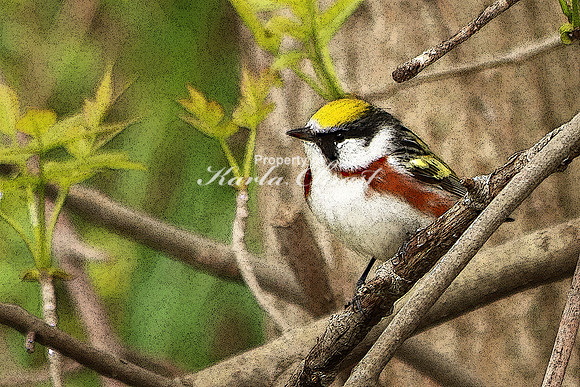 Chestnut-sided Warbler 9 - May 25, 2019 Lake Wobegon Regional Trail