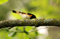 American Redstart 6, Male - June 17, 2016 Lake Bemidji State Park Minnesota
