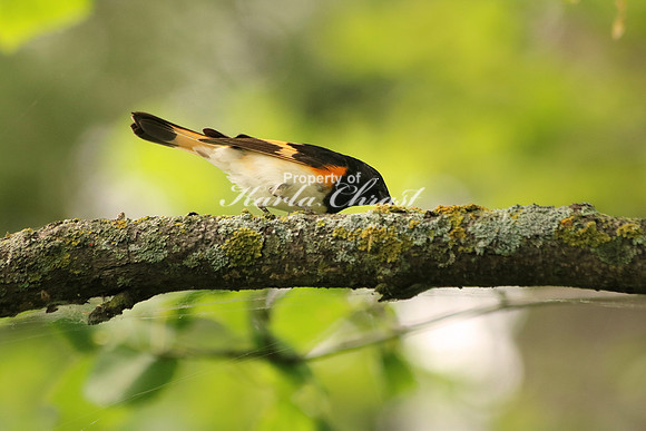 American Redstart 6, Male - June 17, 2016 Lake Bemidji State Park Minnesota