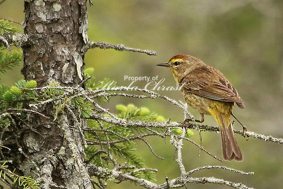Palm Warbler 2 - June 16, 2016 Big Bog State Recreation Area Minnesota