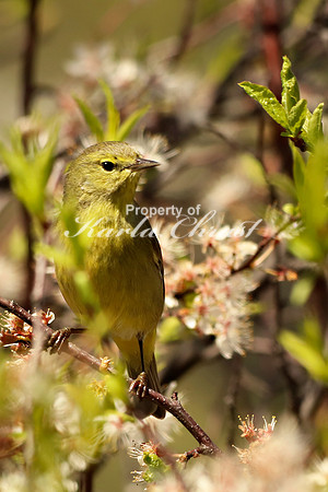 Orange Crowned Warbler 2 - May 4, 2019  Missouri National Scenic River Nebraska
