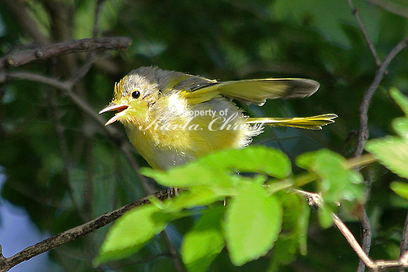 Yellow Warbler 3, juvenile - July 14, 2014 Tewaukon National Wildlife Refuge North Dakota