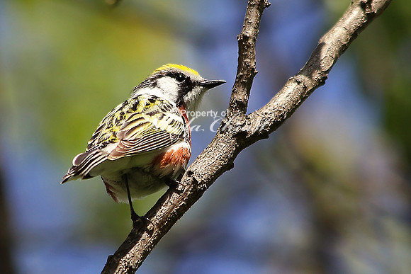 Chestnut-sided Warbler 1 - May 16, 2014 Shenandoah National Park Virginia