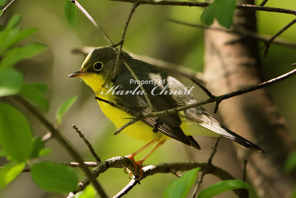 Canada Warbler 3 - May 28, 2019