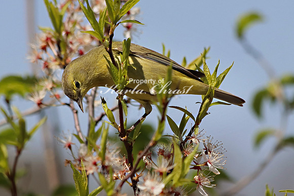 Orange Crowned Warbler 7 - May 4, 2019 Missouri National Scenic River Nebraska