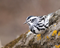 Black-and-White Warbler 2 - May 3, 2014 Glacial Lakes State Trail Minnesota