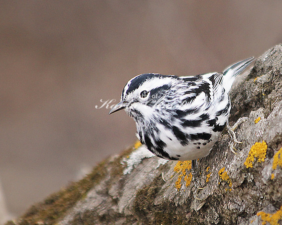 Black-and-White Warbler 2 - May 3, 2014 Glacial Lakes State Trail Minnesota