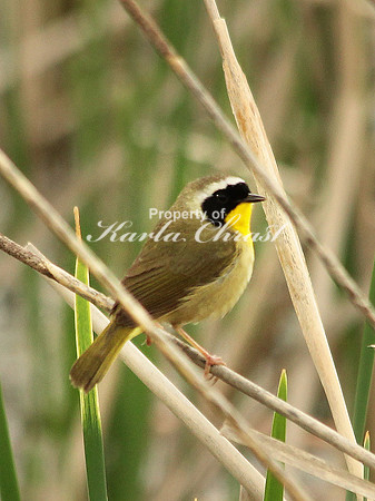Common Yellowthroat 1 - May 24, 2013 Lac qui Parle Wildlife Management Area Minnesota