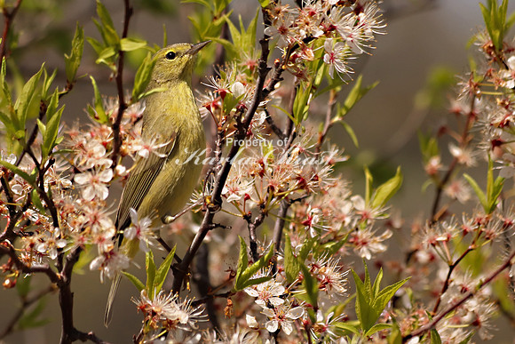 Orange Crowned Warbler 6 - May 4, 2019 Missouri National Scenic River Nebraska