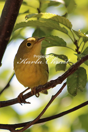 Yellow Warbler 5 - September 6, 2015 Agate Fossil Beds National Monument Nebraska